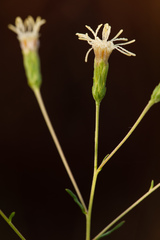 Brickellia eupatorioides var. floridana image