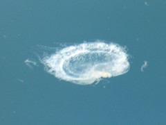 Phacellophora camtschatica