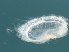 Phacellophora camtschatica