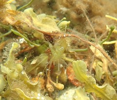 Palaemon macrodactylus