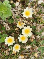 Dryas integrifolia
