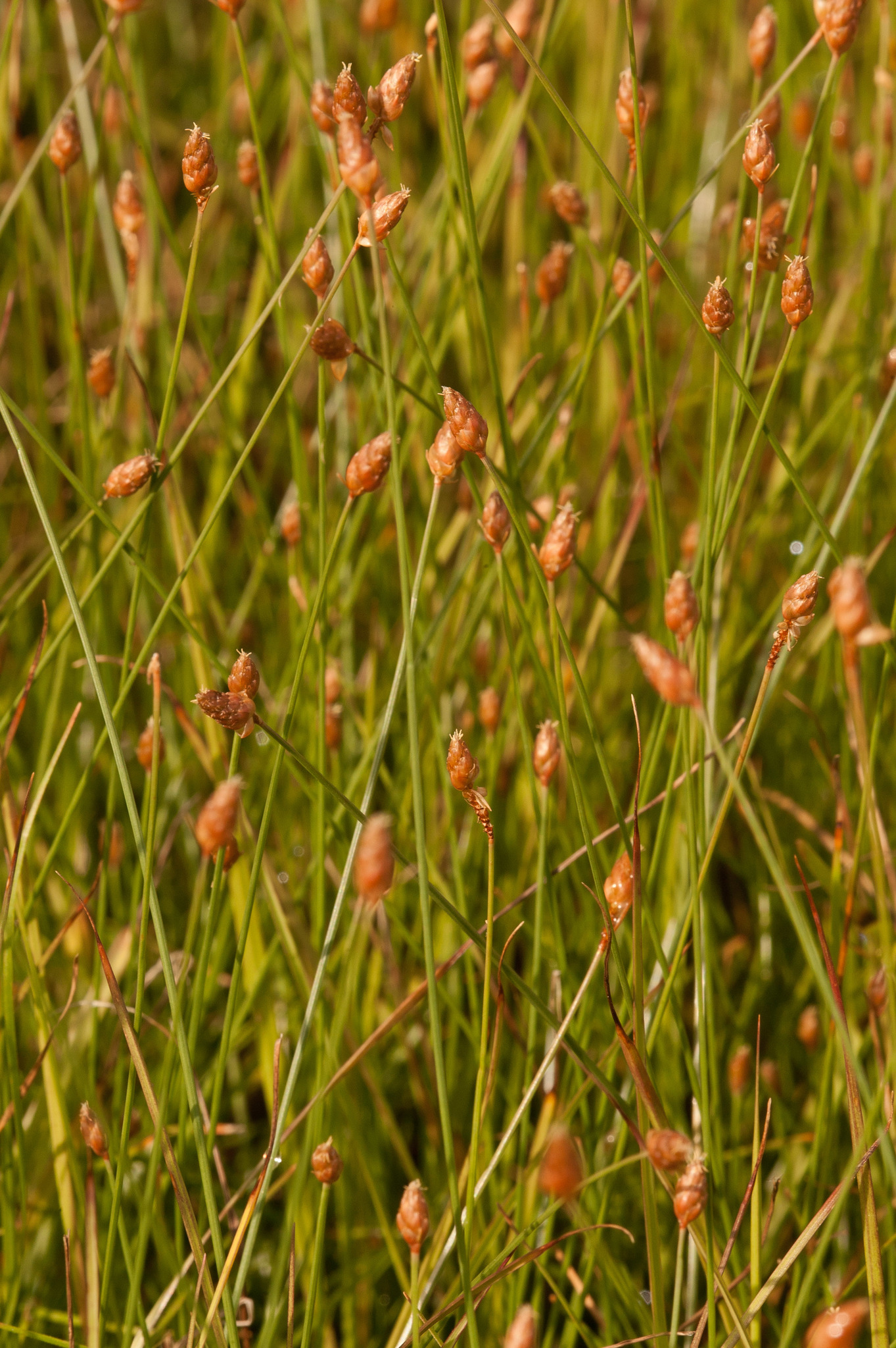 Fimbristylis schoenoides
