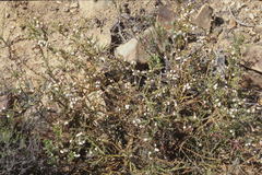 Muraltia scoparia