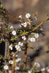 Muraltia scoparia