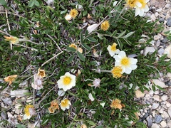 Dryas integrifolia