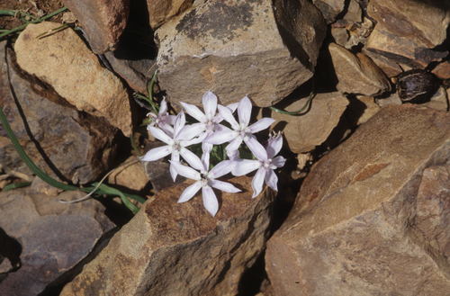 Lapeirousia plicata