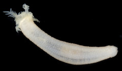 Leptosynapta