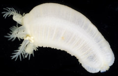 Leptosynapta