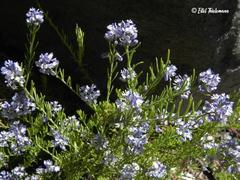 Polygala gnidioides