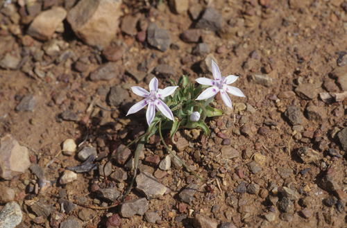 Lapeirousia plicata