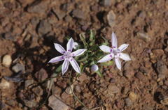 Lapeirousia plicata