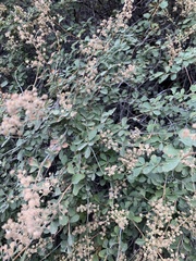 Holodiscus discolor microphyllus