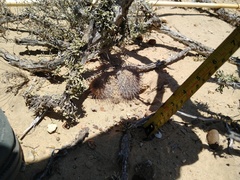 Mammillaria hutchisoniana hutchisoniana