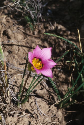 Image of Romulea subfistulosa by (c) Tom Lloyd Evans, some rights reserved (CC BY-SA)