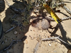 Mammillaria hutchisoniana hutchisoniana