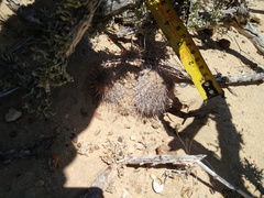 Mammillaria hutchisoniana hutchisoniana