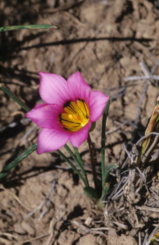 Image of Romulea subfistulosa by (c) Tom Lloyd Evans, some rights reserved (CC BY-SA)