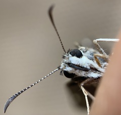 Pholisora