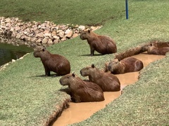 Hydrochoerus hydrochaeris