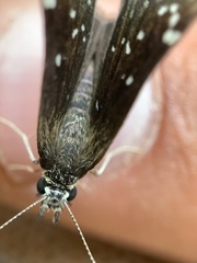 Pholisora
