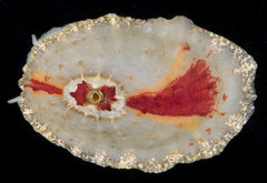 Fissurellidea bimaculata image