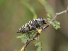 Lampetis dilaticollis