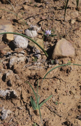 Image of Ixia latifolia by (c) Tom Lloyd Evans, some rights reserved (CC BY-SA)