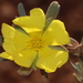 Hibbertia bistrata - Photo (c) robert davis,  זכויות יוצרים חלקיות (CC BY-NC), הועלה על ידי robert davis