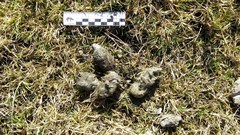 Chrysocyon brachyurus