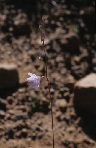 Image of Ixia latifolia by (c) Tom Lloyd Evans, some rights reserved (CC BY-SA)