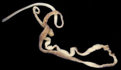 Emplectonema buergeri