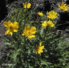Ranunculus peduncularis