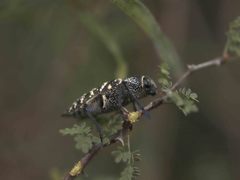 Lampetis dilaticollis