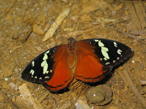 Madagascar forest nymph
