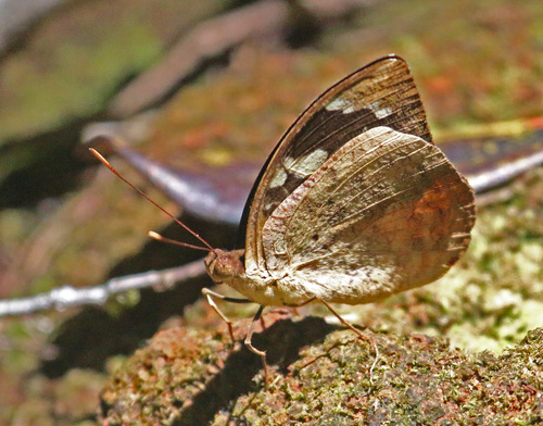 Madagascar forest nymph