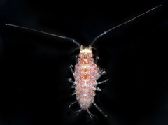 Ianiropsis serricaudis