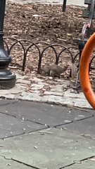 Sciurus carolinensis
