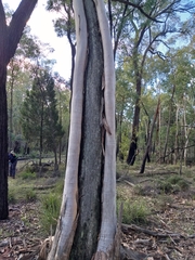 Eucalyptus rossii