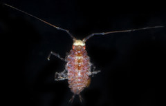 Ianiropsis serricaudis