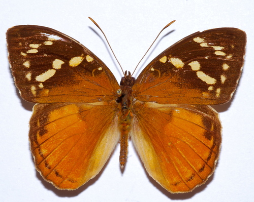Madagascar forest nymph
