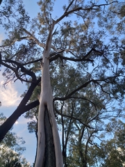 Eucalyptus rossii
