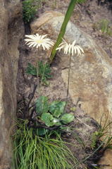 Gerbera wrightii