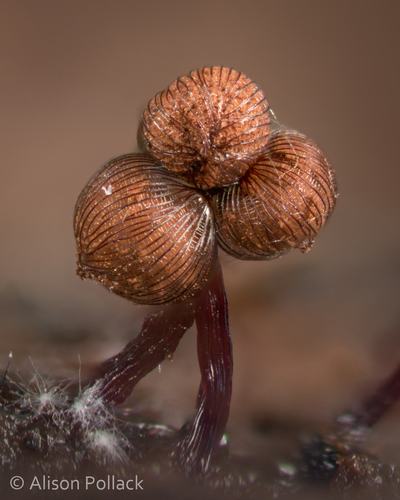 Representative image of Cribrariaceae