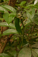 Glycosmis parviflora image