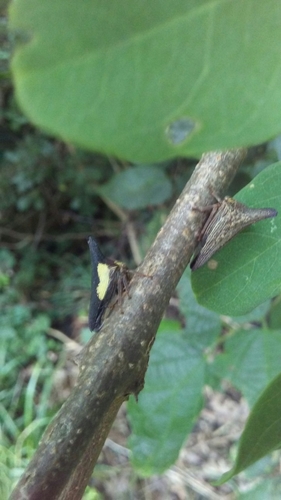 Photo of Locust Treehopper (Thelia bimaculata)