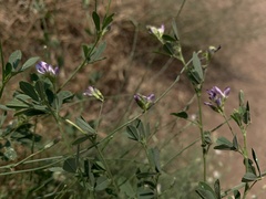Medicago sativa sativa
