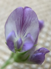 Medicago sativa sativa