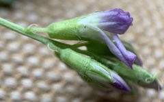 Medicago sativa sativa