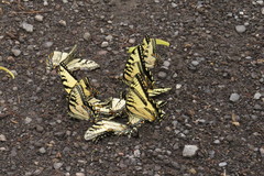 Papilio appalachiensis