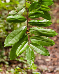 Polyalthia suberosa